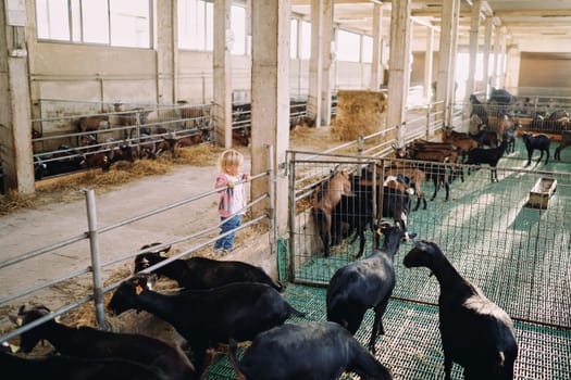 Little girl stands leaning on a fence and looks at goats in a paddock. High quality photo