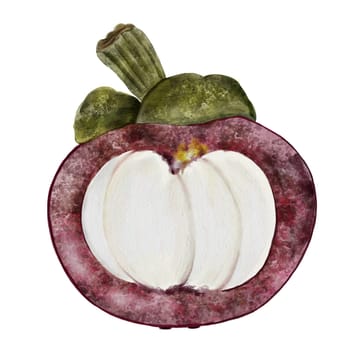 Mangosteen fruit watercolor illustration. Tropical fruit illustration hand drawing isolated on white background. Botanical clip art of asian food garcinia. Realistic mangostana sketch for designing menus of Thai and vegetarian restaurants and recipes. High quality photo