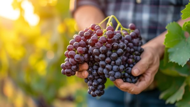 Harvesting ripe red grapes from vineyard. Fresh grape clusters held by farmers hands in sunny autumn winery. Concept of winemaking, viticulture, and grape production.