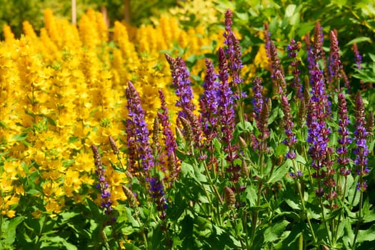 any of various tall plants that bear upright spikes of flowers