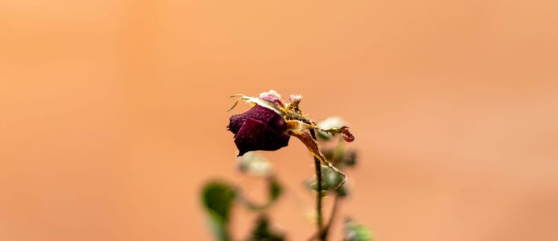 Concept shot of the background theme, wrapping paper, dried roses other flowers and other arrangements.