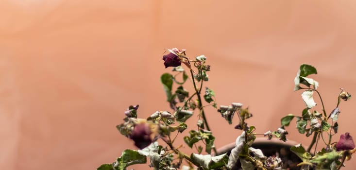 Concept shot of the background theme, wrapping paper, dried roses other flowers and other arrangements.