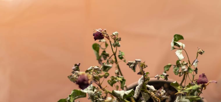 Concept shot of the background theme, wrapping paper, dried roses other flowers and other arrangements.