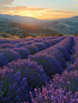 A field of lavender under a clear sky, representing calmness and natural beauty.