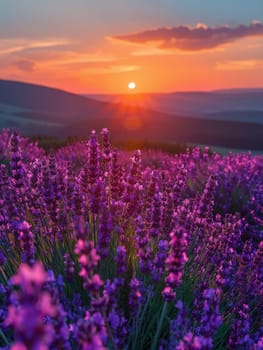 A field of lavender under a clear sky, representing calmness and natural beauty.