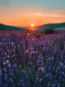 A field of lavender under a clear sky, representing calmness and natural beauty.