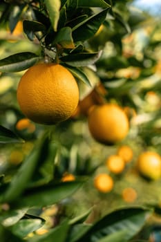 View of the Orange Garden, summer background. Farming content. A picturesque day and a gorgeous scene. Wonderful wallpaper image. Discover the beauty of the world.