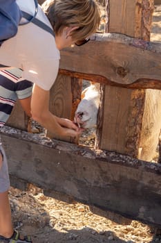 Shot of a small boy feeding the goat