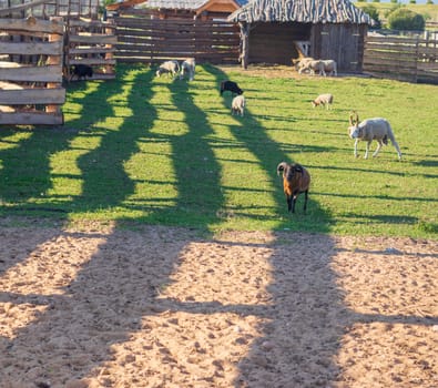 Shot of the rams and sheep