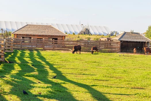 Shot of the buffalo