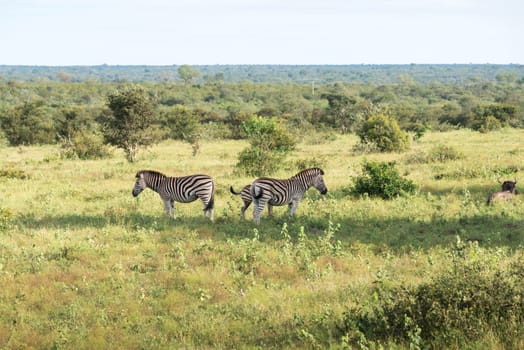 zebras in the kruger national reserve in south africa