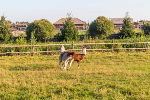 Shot of the lamas playing in the yard