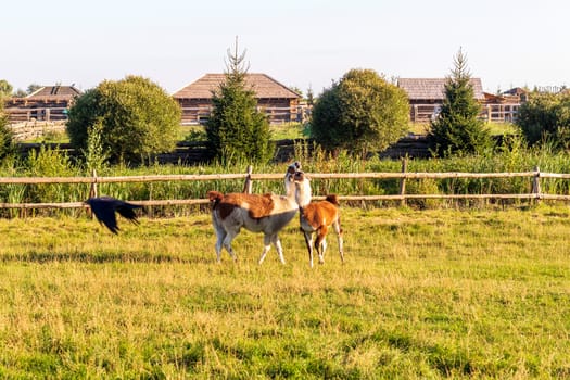 Shot of the lamas playing in the yard