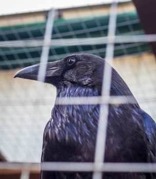 Shot of the crow sitting in the cage