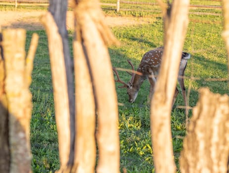 Close up shot of the deer in the cage in the zoo
