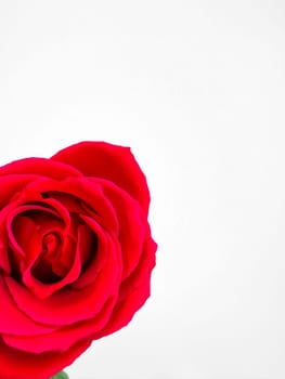 Close up of vibrant one red rose on white background with space for text. Perfect for romantic occasions, floral designs. can be used for romantic greeting cards, wedding invitations, floral business advertisements, and content relating to love and affection. It also suits editorial pieces on botanical beauty and can be incorporated into graphic design projects that require touch of natural elegance. High quality photo