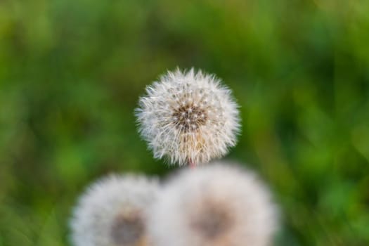 Close up shot of the cute dandelions
