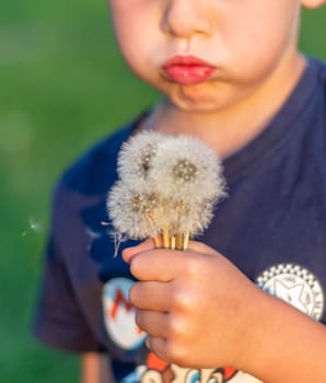 Shot of the little boy playing with the cute dandelions