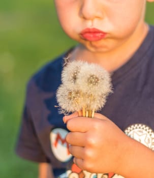 Shot of the little boy playing with the cute dandelions