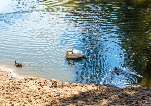 Shot of the swan on the lake
