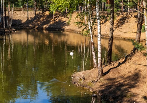 Shot of the swan on the lake