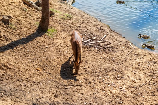 Shot of the deers in the forest