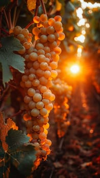 Golden hour sunlight filtering through a vineyard, creating a warm and inviting atmosphere.