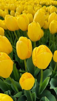 Flowers background. Bright yellow tulips blooming in springtime, close up of floral beauty with sunlight highlighting petals, for gardening and Easter concepts, design for postcards. High quality