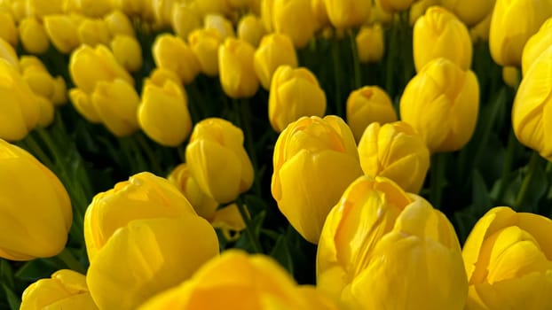 Flowers background. Bright yellow tulips blooming in springtime, close up of floral beauty with sunlight highlighting petals, for gardening and Easter concepts, design for postcards. High quality