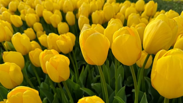 Flowers background. Close up of yellow tulips in full bloom, dense floral display in spring garden, vibrant natural tulip bouquet for horticulture and botanical themes, design and print. High quality