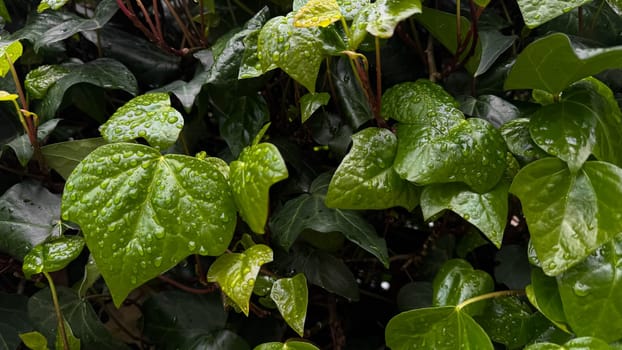 Wet green leaves with raindrops, close up on ivy plant. Nature background. Freshness concept for design and print. Macro shot with copy space. High quality photo