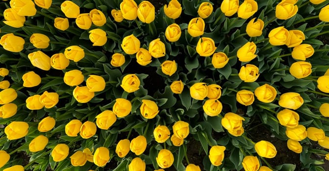 Top view of vibrant yellow tulips blooming in the garden. Flowers background. Springtime floral display, fresh tulip field pattern, horticulture and nature concept for design and print. High quality