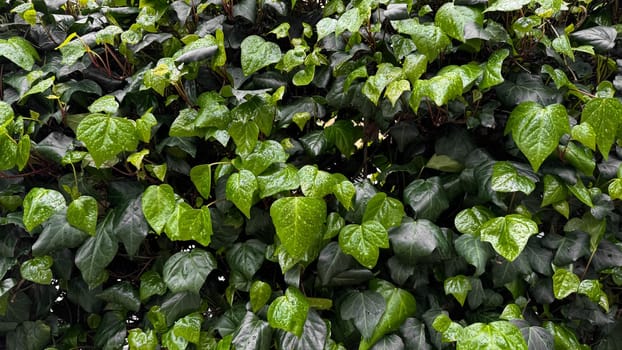 Lush green ivy leaves with raindrops, dense foliage after rain. Hydrated plants and nature rejuvenation concept for design and print. Close up, natural background. High quality photo