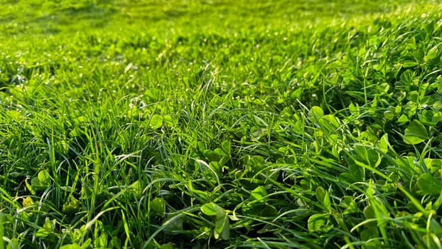 Background natural fresh green grass and clover leaves close up. Luminous dewy lawn, spring freshness, nature detail with morning light concept for design and print. High quality photo