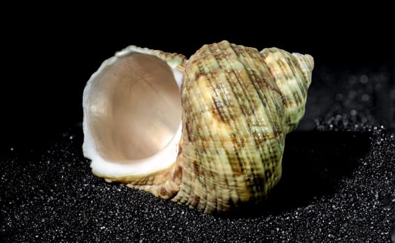 Turbinidae lunella undulata seashell on a black sand background close-up