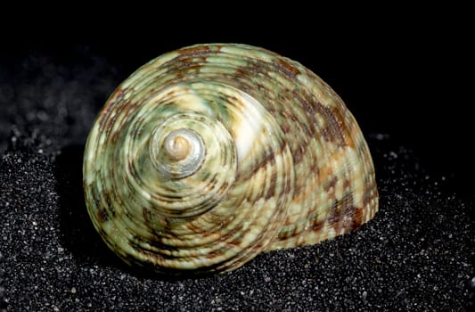 Turbinidae lunella undulata seashell on a black sand background close-up