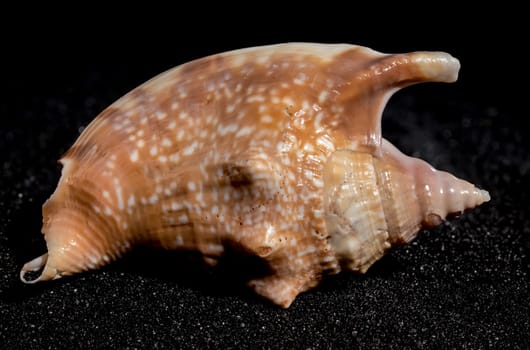 Strombidae seastar shell on a black sand background close-up