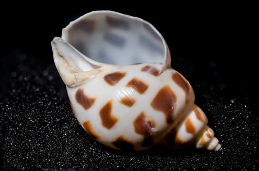 Babylonia Areolata seashell on a black sand background close-up