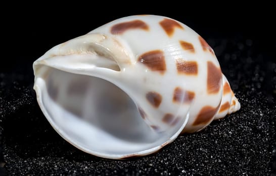 Babylonia Areolata seashell on a black sand background close-up