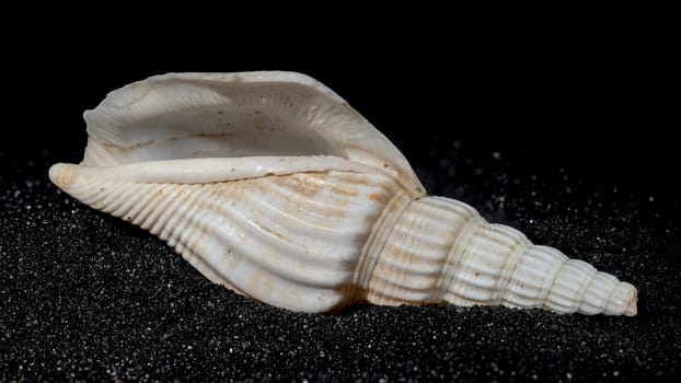 Bathytoma Prodicia seashell on a black sand background close-up