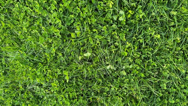 Verdant clover and grass texture top view. Lush green field, spring growth, ground cover plants, and natural background concept for design and print. High quality photo