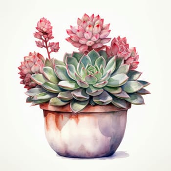 Succulents in a pot on a white background, watercolor image.