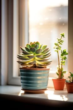 green echeveria in a pot by the window on a sunny day. close up.