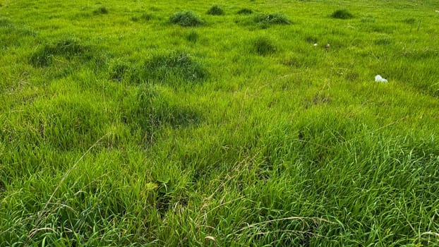 Nature background. Lush green meadow with natural grass pattern and clover. Outdoor springtime floral, ground cover texture. Environmental conservation concept for design, banner. High quality photo