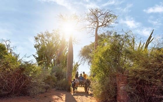 Ifaty, Madagascar - May 01, 2019: Wooden cart pulled by zebu cattle with three unknown Malagasy men going near baobab, octopus trees, and small bushes, strong sun backlight