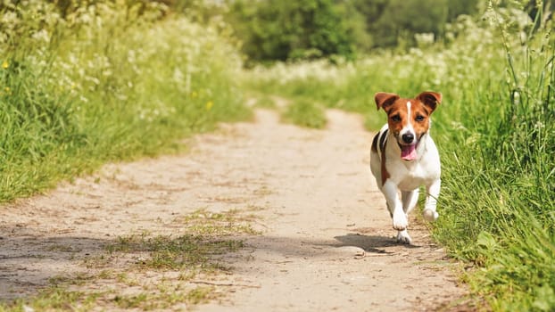 Small Jack Russell terrier running towards camera on dusty country road, her tongue out, sun shines to green grass on both sides. Wide photo, space for text left