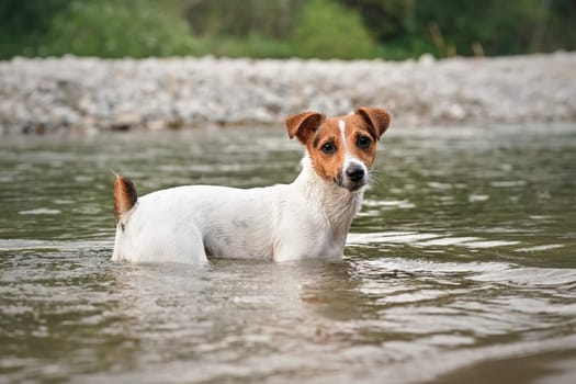 Small Jack Russell terrier crawling in shallow water on a summer day, her fur wet from swimming