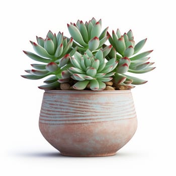 Succulent in brown pot isolated on white background, Echeveria close up