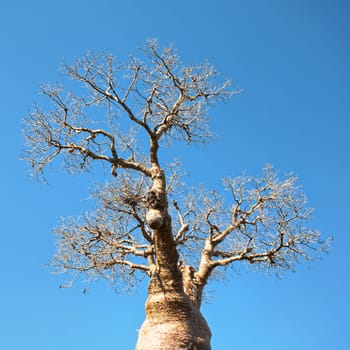 Looking up baobab tree top, thin branches again clear blue sky