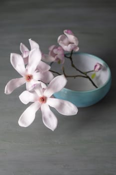 Beautiful fresh pastel pink magnolia flower in full bloom in vase against white background. Spring still life. High quality photo